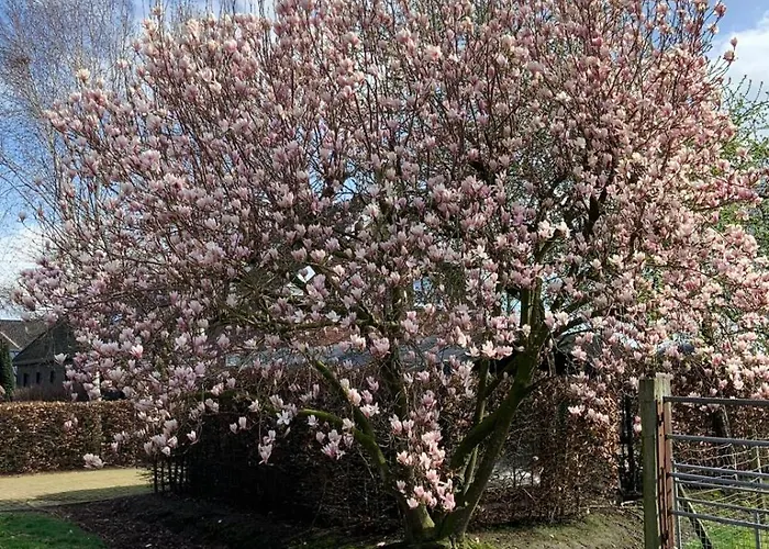 Heikant Hoeve Met Jacuzzi בארלה-נוסאו
